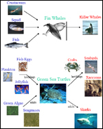 graphic of food chain lesson