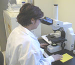 Mirobiologist using a microscope to identify bacteria