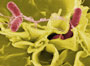 Salmonella imagen microscópica