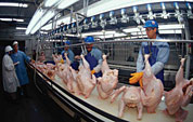 New guidelines are expected to reduce injuries and illnesses among poultry processors.