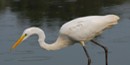 Great Egret © Bill Moses