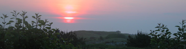 Sunrise over Fire Island dunes and shrubs.