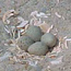 Plover on nest.