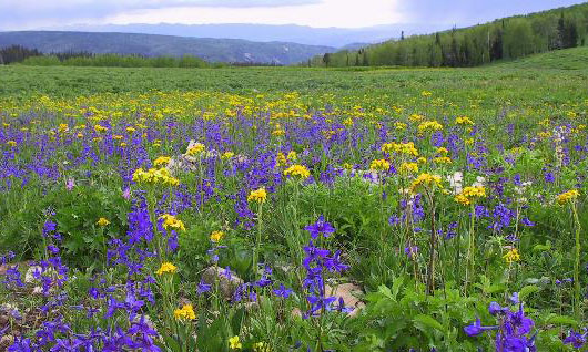 Image of a meadow filled with purple, yellow and pale pink flowers against a mountainous backdrop on the Uinta NF, Utah. Photo by Terea Prendusi.