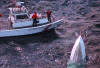 A Coast Guard utility boat approaches a sinking pleasure craft whose bow is sticking out of the water.