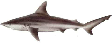 sandbar shark icon