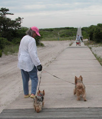 Woman walks down boardwalk with  two small dogs on short leashes.