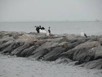 Gulls and cormorants rest on rock jetties.