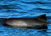 Harbor Porpoise