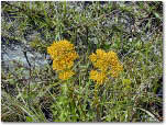 photo of yellow flowers