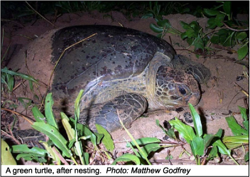 Green turtle in nest.