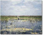 photo of wetlands in the everglades