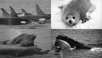 collage: (clockwise from top left) killer whale, spotted seal, right whale, bottlenose dolphin