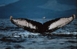 Humpback whale fluke going underwater, with tail showing above water