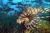 lionfish