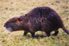 Nutria