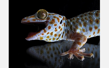 A gecko sits atop a glass surface in this image from the NIRT laboratory.