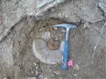 Ammonite from Muddy Creek