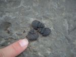 Silicified Gastropods from the House Range