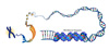 DNA Packaging and Topography