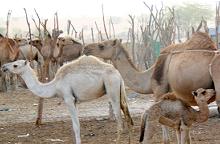 Camel Herd in Mauritania
