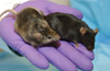 Knockout Mice