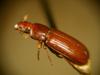 Red Flour Beetle