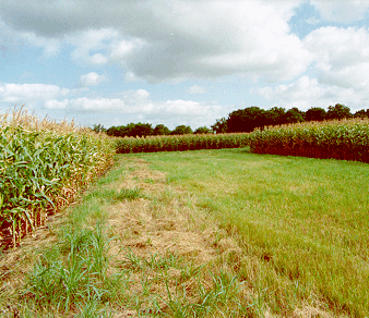 corn field