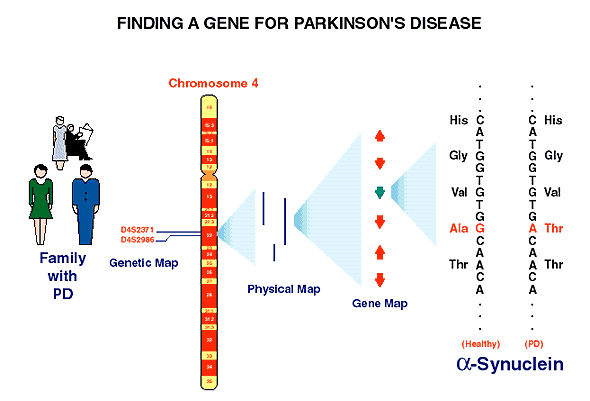 Chart 2: Finding a gene for parkinson's