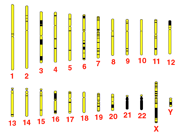 Chart 3: The Human Chromosomes