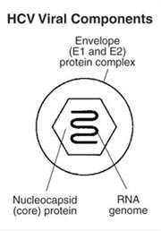 Illustration of the HCV Viral Components showing the envelope 1 and 2 protein complex with its nucleocapsid protein and the RNA genome.