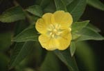 photo of a flowering primrose