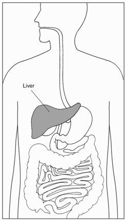 Drawing of the torso showing the digestive system, with the liver highlighted and labeled.