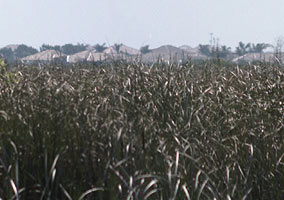 photo of houses encroaching on sawgrass prairie