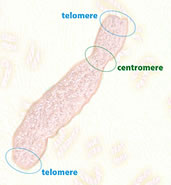 Chromosome telomere centromere illustration