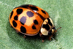 Harmonia axyridis: Link to photo information