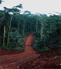 Guyana road