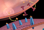 Dopamine binding to receptors and uptake pumps