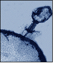 Image of DNA entering bacterium