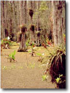 photo of cypress forest