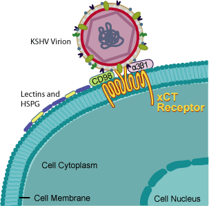 This illustration shows how KSHV fuses to and enters a human cell after binding to the protein xCT.