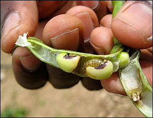 photo, Maruca podborer in a cowpea pod