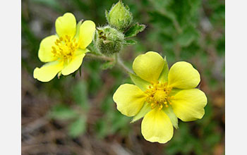 Photo of cinquefoil in Colorado.