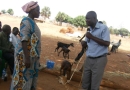 Kitgum LC-5 Chairman John Ogwok presents a goat at the appreciation ceremony in Padibe.