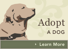 Adopt a Dog banner ad.