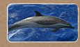 Spinner Dolphin