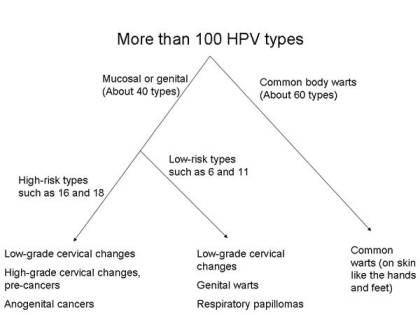 chart showing the different types of HPV