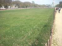 Grass growing in pilot project on the National Mall
