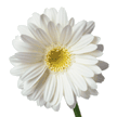 Image of daisy