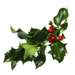 Image of holly